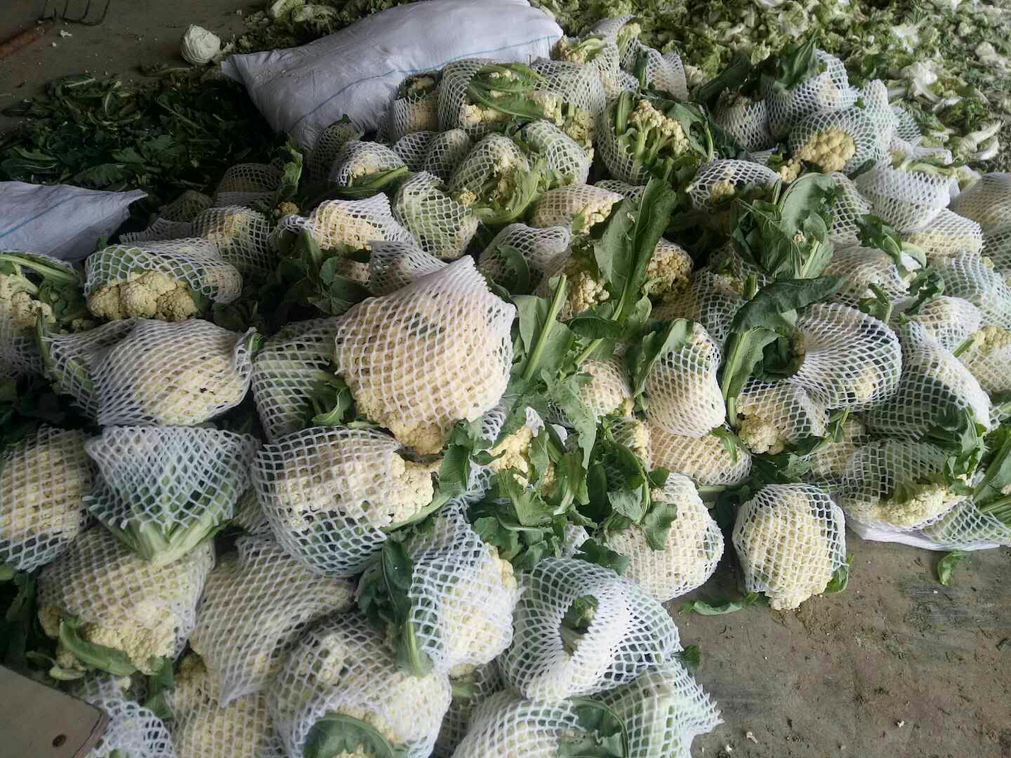 台松60松花菜采收与分级包装现场