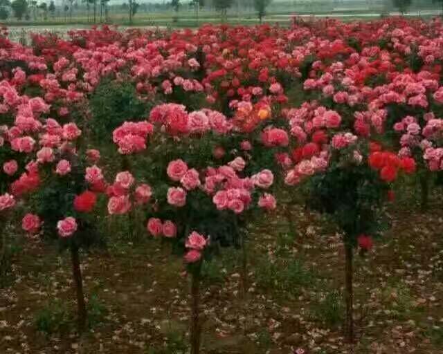 盛夏时节的四季玫瑰园