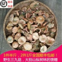 松蘑三级