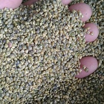 【热卖】猪屎豆种子，别名响铃豆，一手货源，价格美丽包服务
