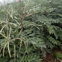 陕西省韩城市花椒苗1~2年
