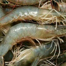 基围虾食用冰鲜虾