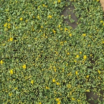 野菊花散装