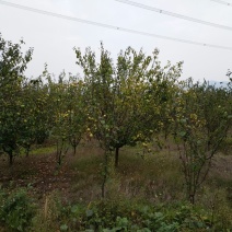木瓜树30~50cm