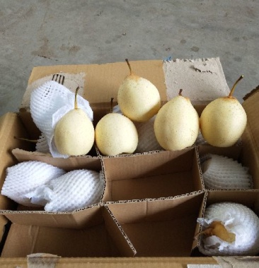 河北水晶梨各种型号都有质量好上货快有需要的客商联系