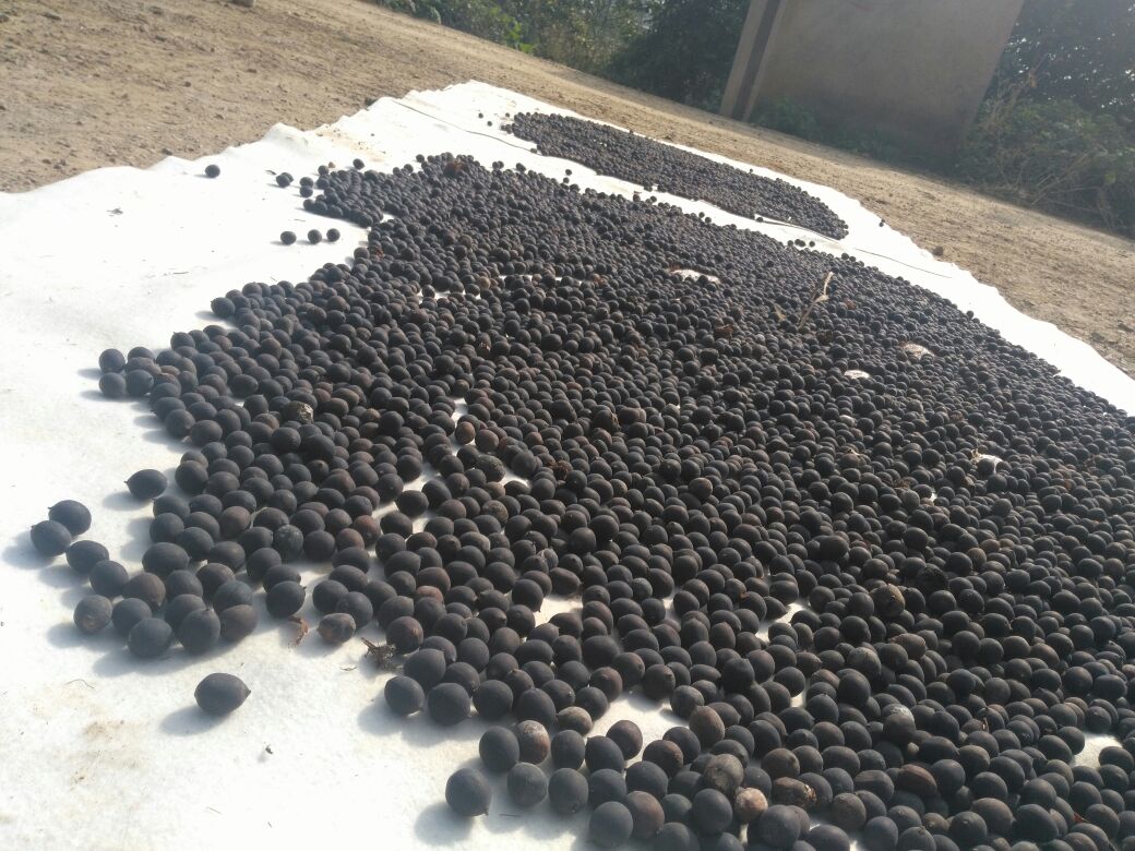 一位身穿防晒衣的农民站在浅水荷塘中,手持竹竿划船前行,正在从荷杆上采摘成熟的莲蓬,身旁小船上已堆满新鲜莲蓬,展现湘莲人工采收的真实劳作画面 农户手工采摘莲蓬的场景