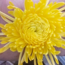 菊花茶特级