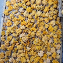 黑木耳菌棒