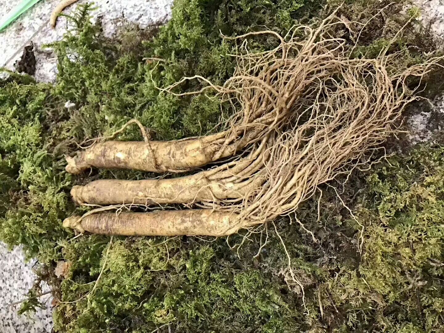 春季食用鲜人参