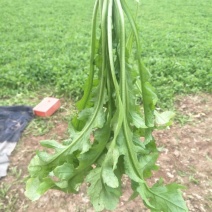 正宗荠菜源头供应量大从优