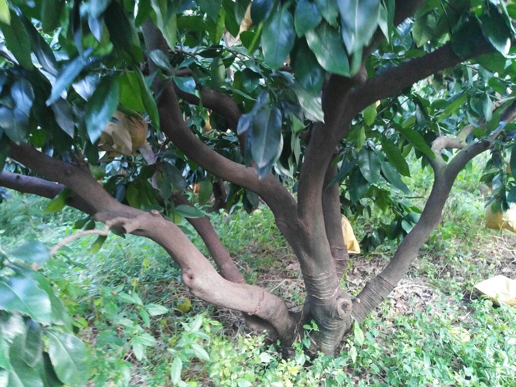 琯溪蜜柚嫁接苗特写