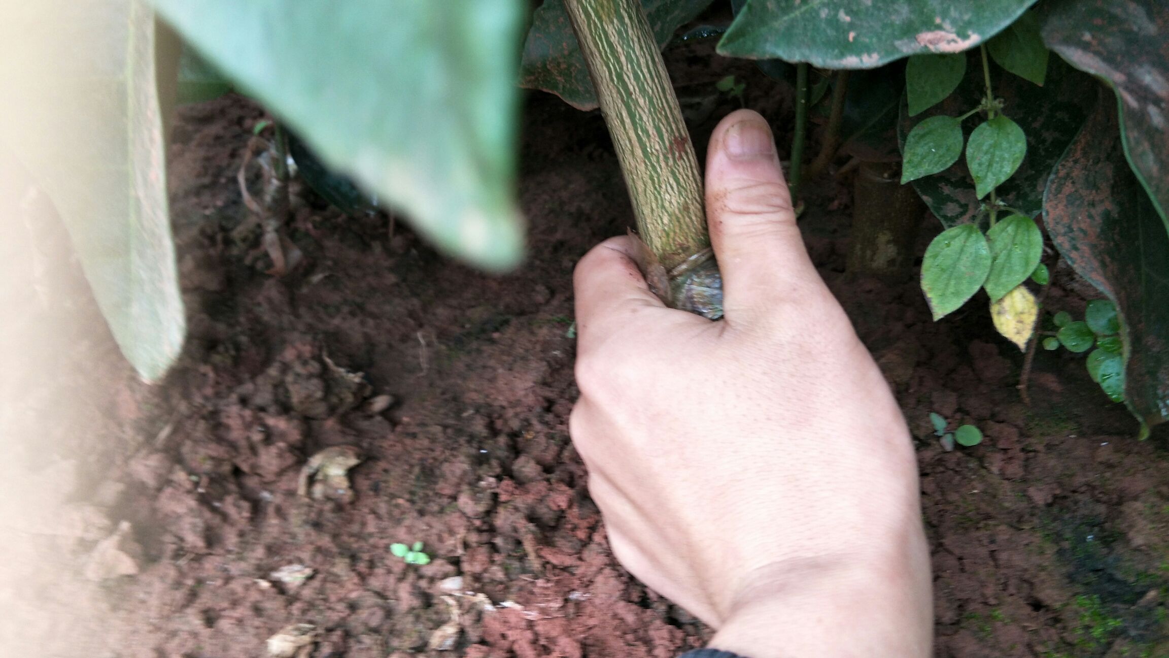展示葡萄柚种子的催芽过程与播种方法 葡萄柚种子催芽与播种示意图