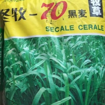 冬牧70黑麦草种95%以上