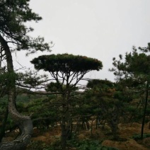 造型松10公分