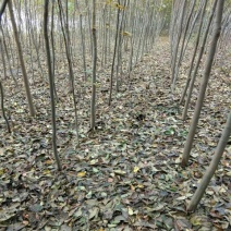 黄山栾树8~10cm8~10cm3.5~4米