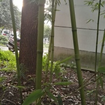 竹子14~15m