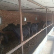 肉马200~300kg