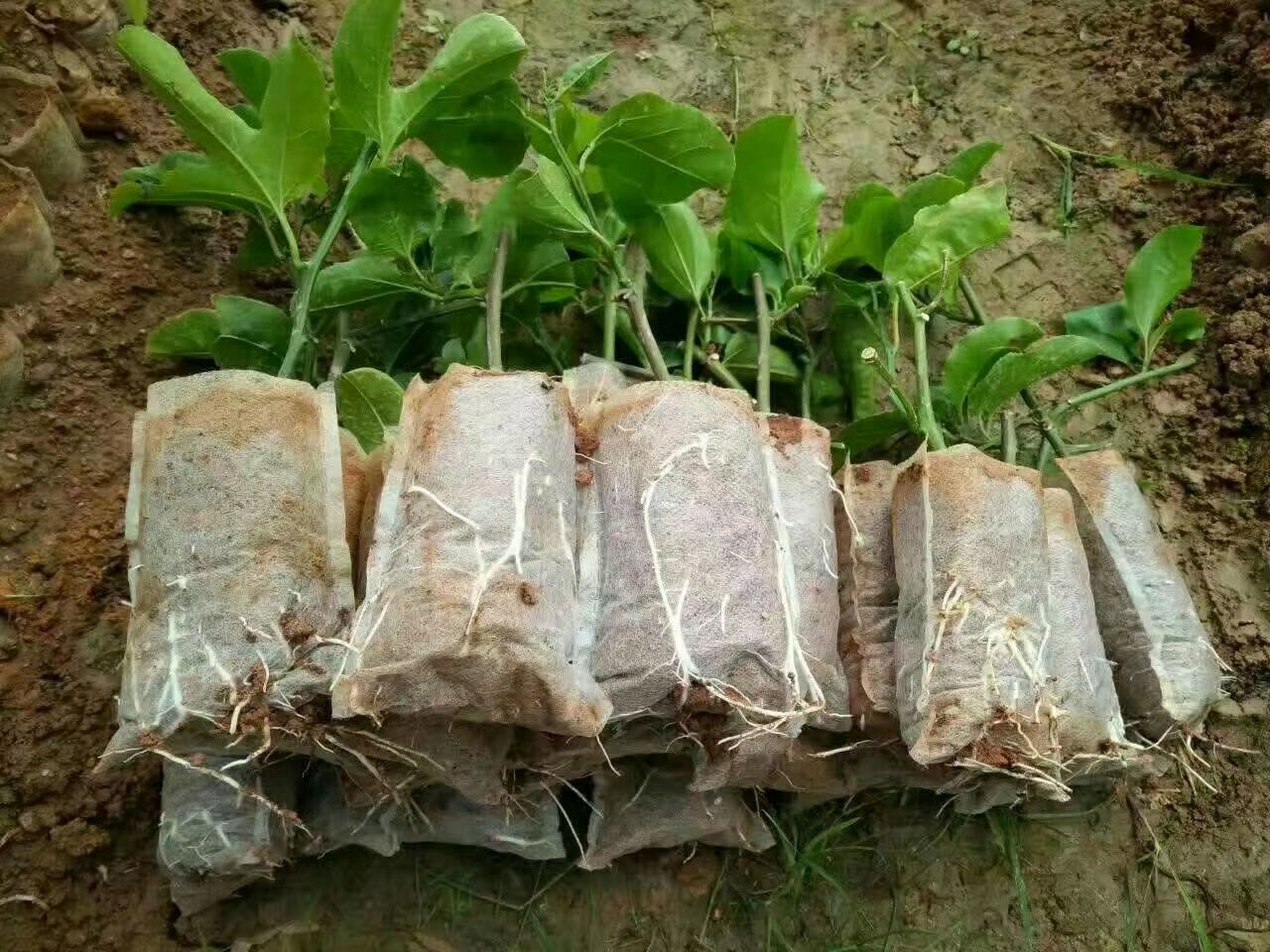 百香果不同定植季节根系发育对比图