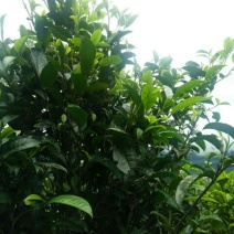 普洱茶二级