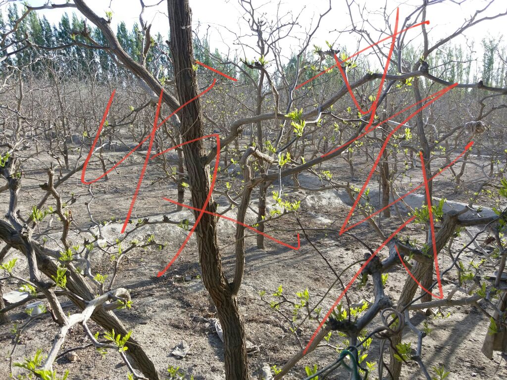 春季修剪现场图