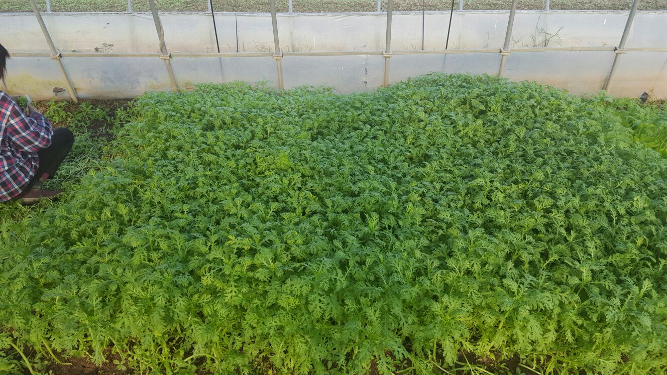 温室大棚中茼蒿幼苗整齐生长,背景为保温帘和滴灌设备 茼蒿幼苗在大棚中生长