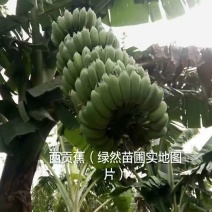 广西香蕉苗，粉蕉西贡蕉正品果苗，现挖现发，保证存活率