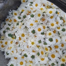 药用菊花