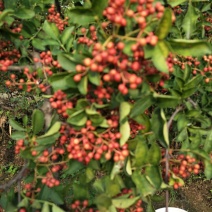 基地直销优质花椒苗根系发达大红袍花椒苗价格