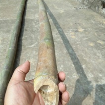 金竹8~9m