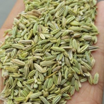 茴香籽