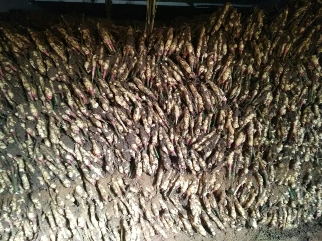 一个标准的生姜催芽堆垛场景:多层生姜块整齐排列在铺有稻草的地面上,上方覆盖湿润的稻草和透明塑料薄膜,角落放置温湿度计,背景为简易温室结构,光线偏暗以模拟避光环境 生姜催芽堆垛示意图