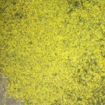 野菊花散装