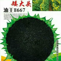 葵花种子