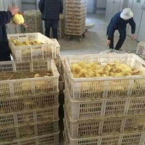 鹅苗250g