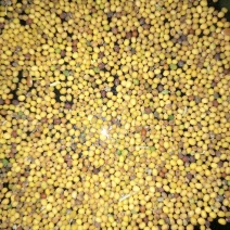 菜籽1