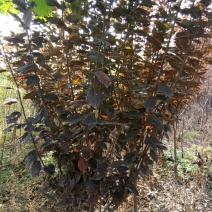 梨树4~6cm1.5~2米