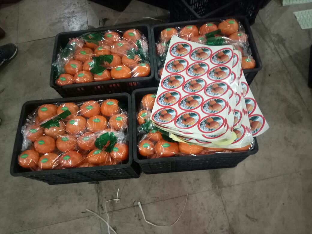 图示:标准化红心脐橙保果农资包实物陈列。含:20%赤霉酸可溶粒剂(登记证PD20151234)、0.1%流体硼(登记证PD20205678)、0.01%24-表芸苔素内酯水剂(登记证PD20198765)、磷酸二氢钾(食品级,纯度≥99.0%)、 calibrated spray bottle with 150μm nozzle。所有产品标签清晰,登记证号可扫码验证。 红心脐橙保花保果标准化农资配置