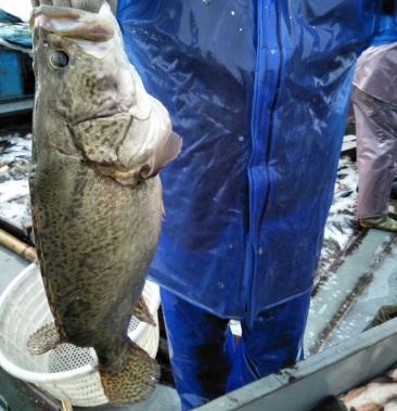 [班桂鱼批发]班桂鱼 20~30cm 食用 活鱼价格50.00元/斤 - 一亩田