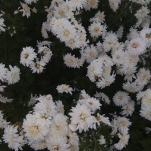 菊花茶一级
