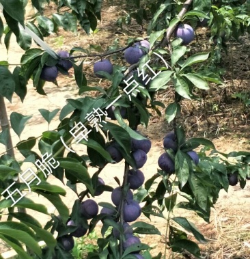 五月脆早熟一点红李子苗1年苗60cm技术指导