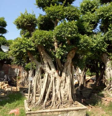小叶榕 福建漳州基地 5~8m