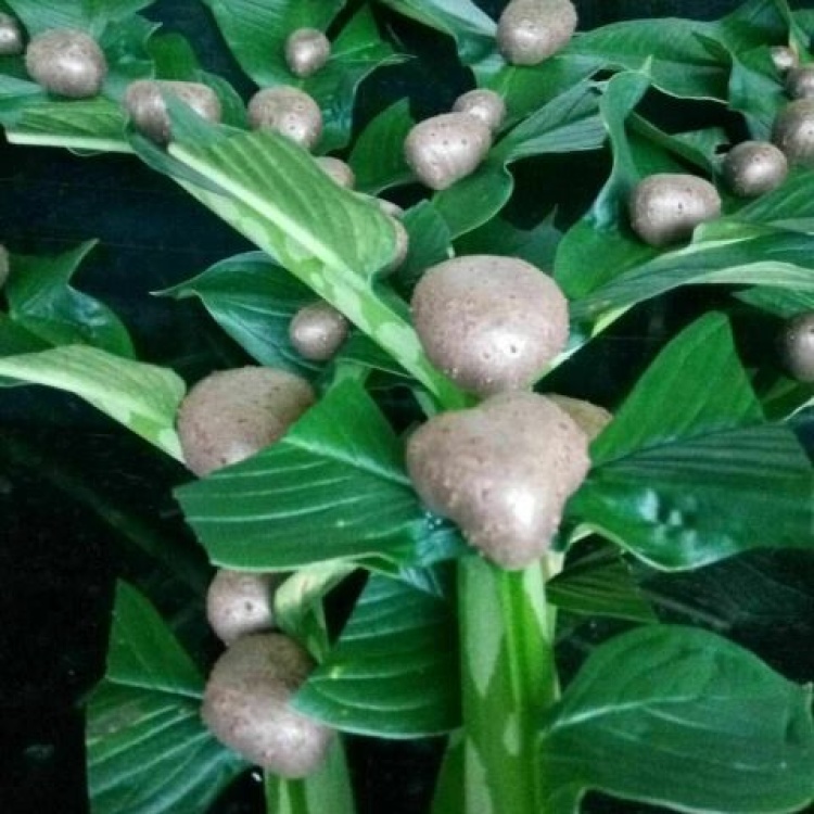 魔芋种子珠芽黄魔芋种子产地云南欢迎实地考察教技术包回收