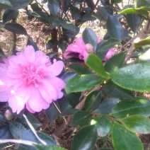 茶梅2~4cm4~6cm0.5~1米