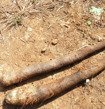 大量供应海南山药 6~8厘米 手捡 70~90厘米