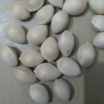 银杏果