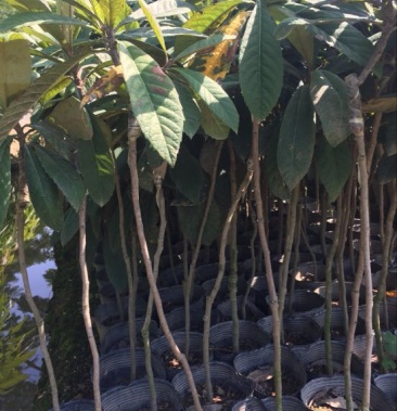 广东普宁早钟6号枇杷苗2年苗高度45公分起不包邮