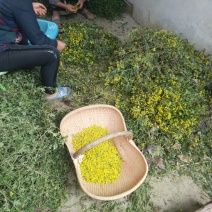 野菊花散装