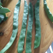 刀豆20~25cm