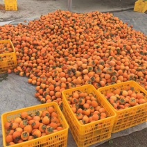 柿饼2.5两以上