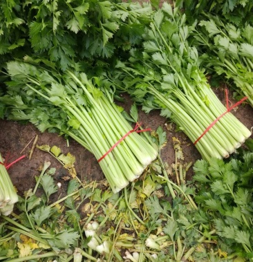 芹菜55cm以上叶大杆亮棵小做工亮丽工正